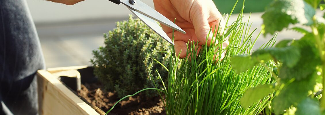 Pessoa cultivando horta