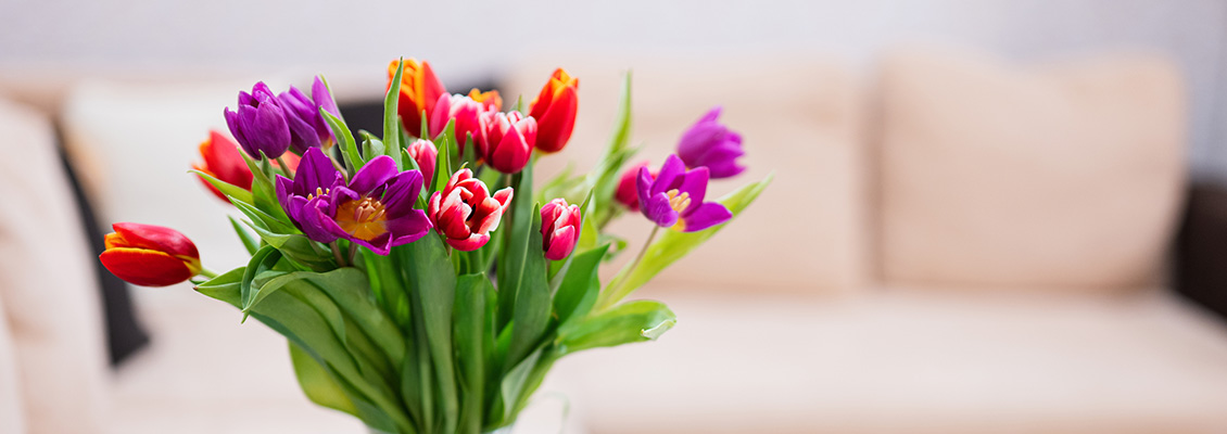 Buquê com tulipas roxas e vermelhas em primeiro plano, com flores coloridas e folhas verdes, ao lado de um sofá claro desfocado ao fundo.